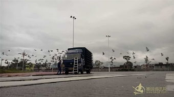 汕头市飞翔赛鸽俱乐部莆田站比赛圆满开笼，信鸽竞翔展翅翱翔