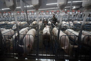 从荣昌猪到飞行俱乐部 重庆2016年产业多元化发展观察